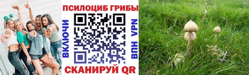 мега как зайти Киселёвск Псилоцибиновые грибы прущие грибы купить закладку